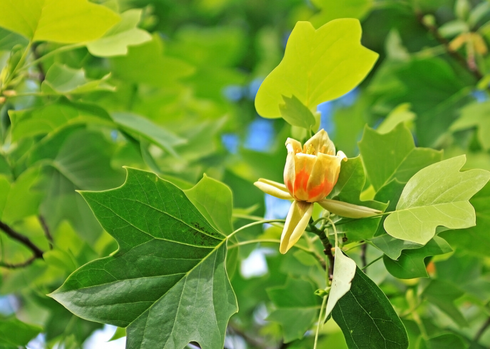 Clue: Tree #19